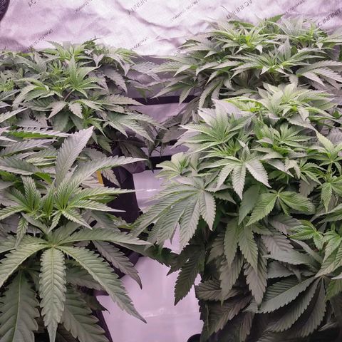 Trichome Orchards growlog timeline photo