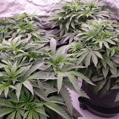 Trichome Orchards growlog timeline photo