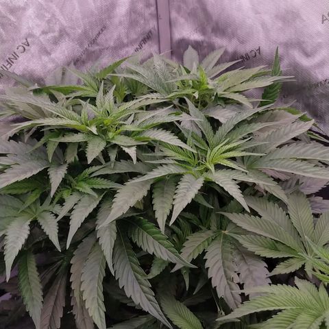 Trichome Orchards growlog timeline photo