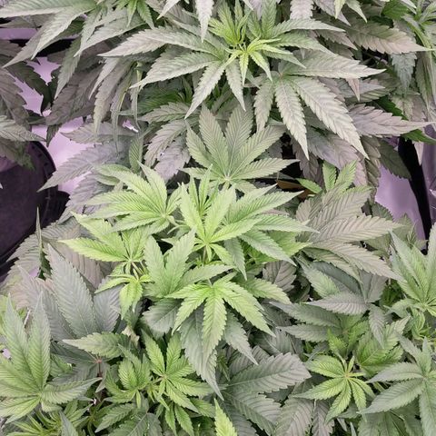 Trichome Orchards growlog timeline photo