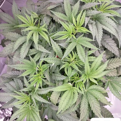 Trichome Orchards growlog timeline photo