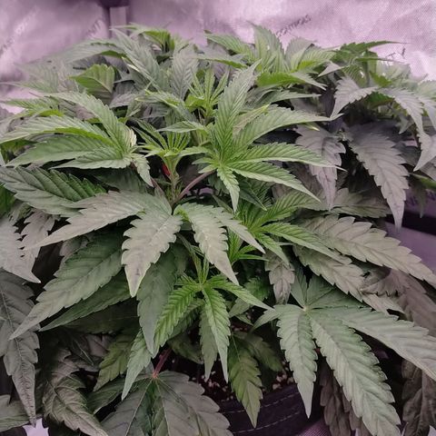 Trichome Orchards growlog timeline photo