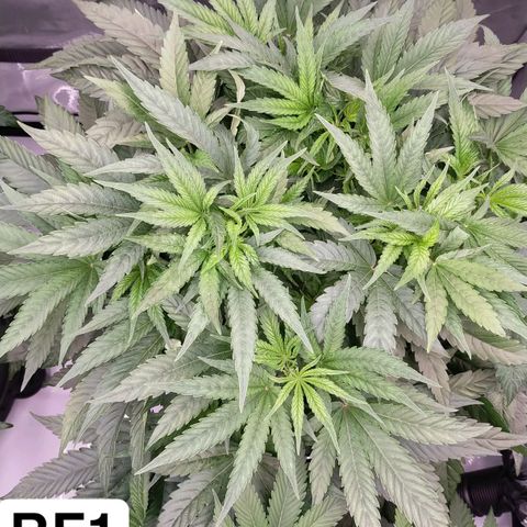 Trichome Orchards growlog timeline photo