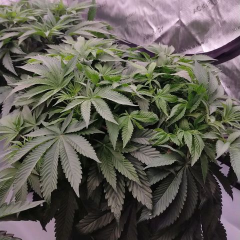 Trichome Orchards growlog timeline photo