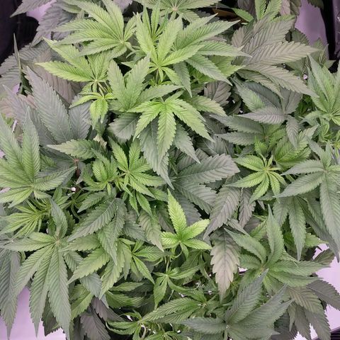 Trichome Orchards growlog timeline photo