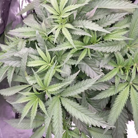 Trichome Orchards growlog timeline photo