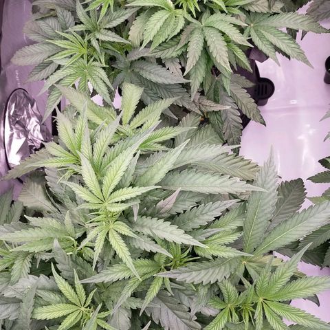 Trichome Orchards growlog timeline photo