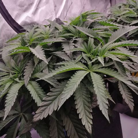 Trichome Orchards growlog timeline photo