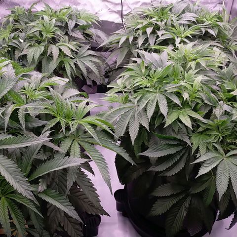Trichome Orchards growlog timeline photo