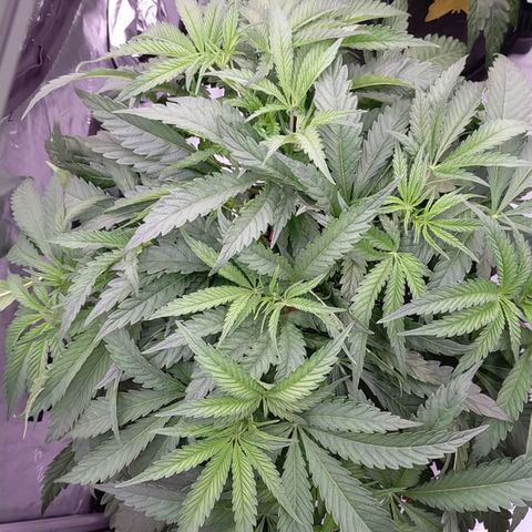 Trichome Orchards growlog timeline photo