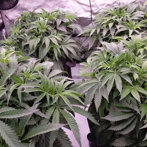 Trichome Orchards growlog timeline photo