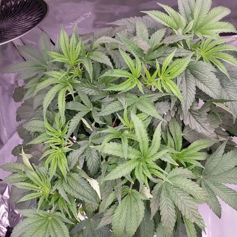 Trichome Orchards growlog timeline photo