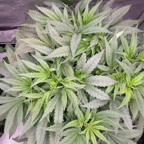Trichome Orchards growlog timeline photo