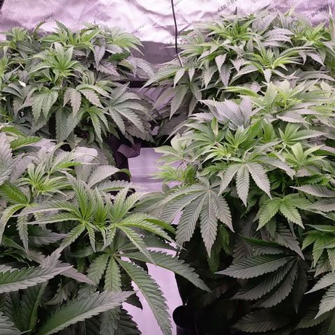 Trichome Orchards growlog timeline photo