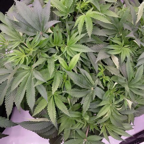 Trichome Orchards growlog timeline photo