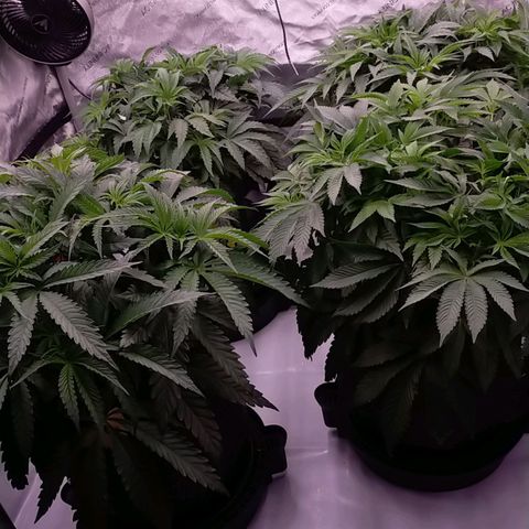 Trichome Orchards growlog timeline photo