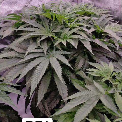 Trichome Orchards growlog timeline photo