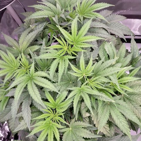 Trichome Orchards growlog timeline photo