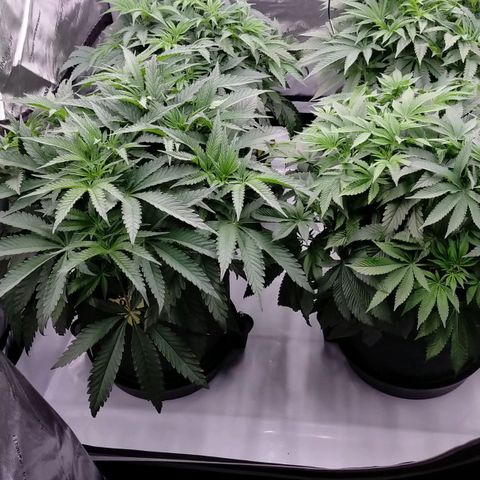 Trichome Orchards growlog timeline photo