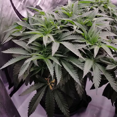 Trichome Orchards growlog timeline photo