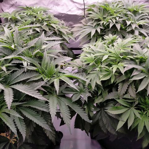 Trichome Orchards growlog timeline photo