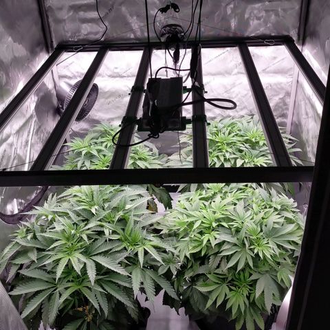 Trichome Orchards growlog timeline photo
