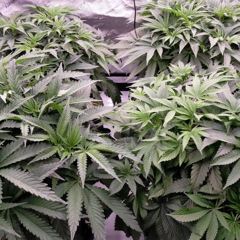 Trichome Orchards growlog timeline photo