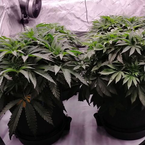 Trichome Orchards growlog timeline photo