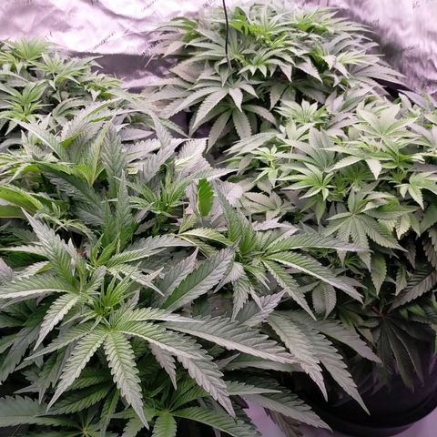 Trichome Orchards growlog timeline photo