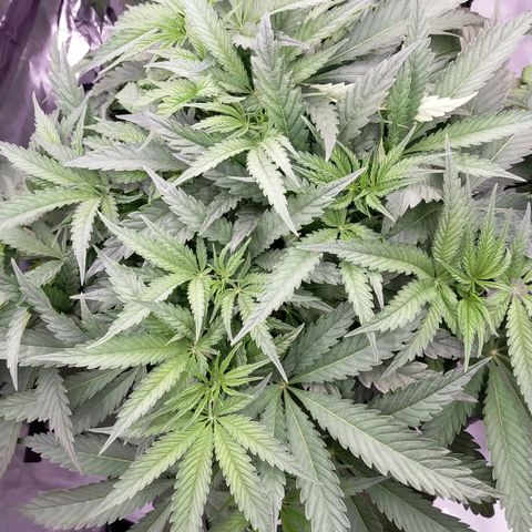 Trichome Orchards growlog timeline photo