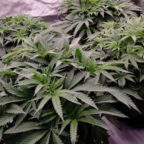 Trichome Orchards growlog timeline photo