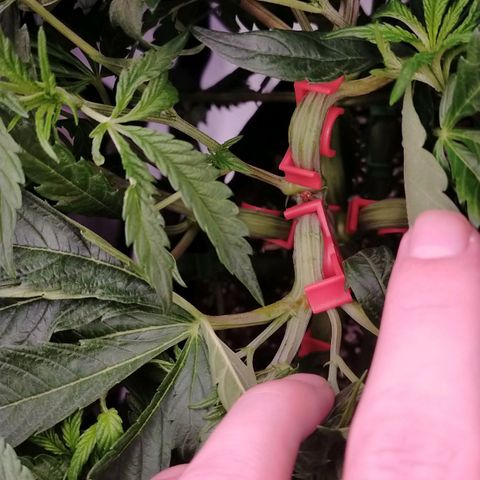 Trichome Orchards growlog timeline photo