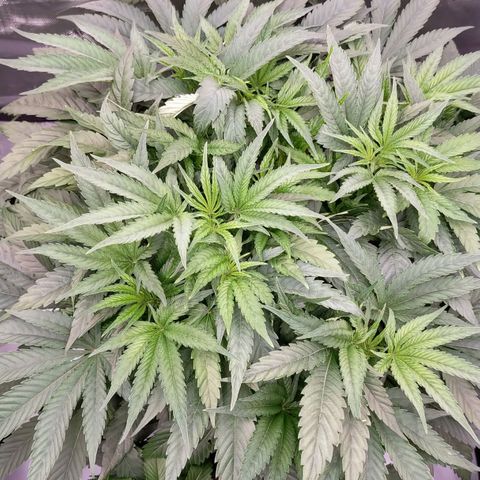 Trichome Orchards growlog timeline photo