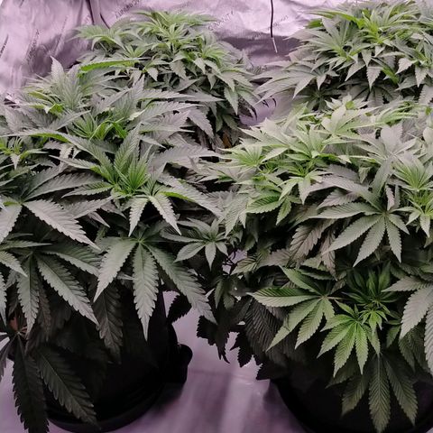 Trichome Orchards growlog timeline photo