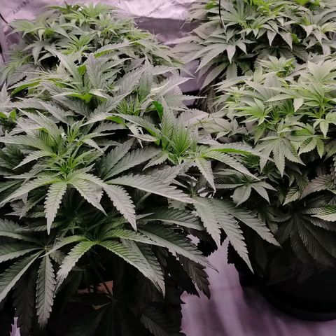Trichome Orchards growlog timeline photo