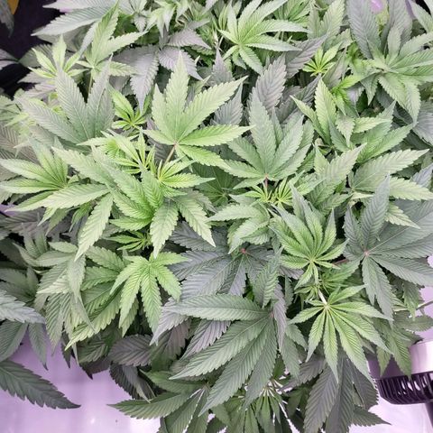 Trichome Orchards growlog timeline photo