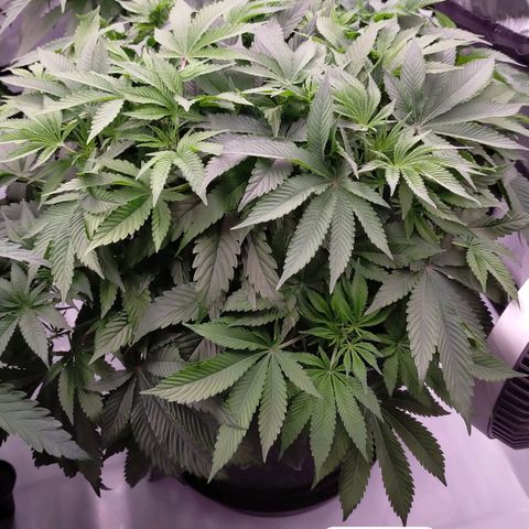 Trichome Orchards growlog timeline photo