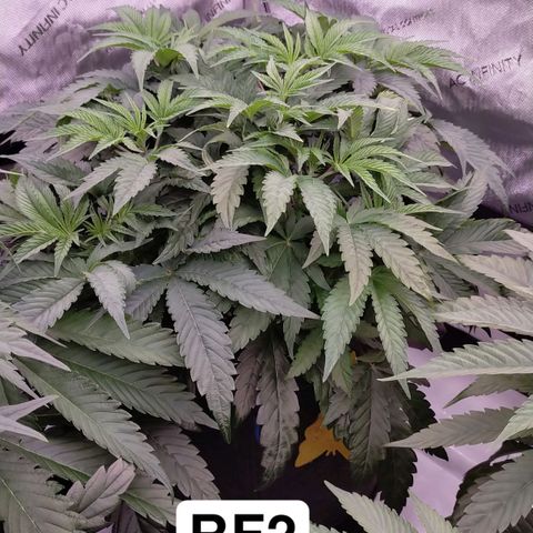 Trichome Orchards growlog timeline photo