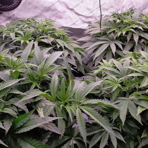 Trichome Orchards growlog timeline photo