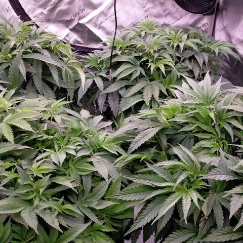 Trichome Orchards growlog timeline photo