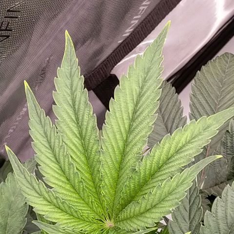 Trichome Orchards growlog photo: Nute burn on RF2?
