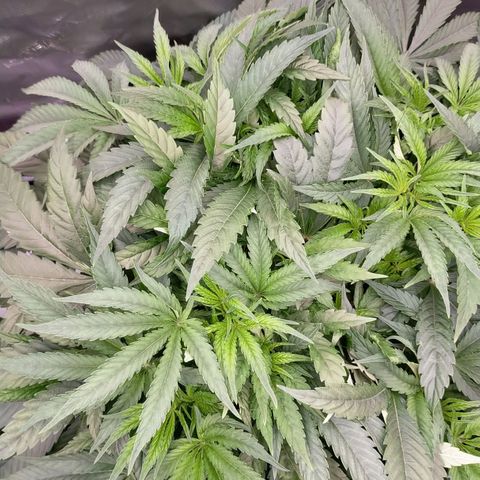 Trichome Orchards growlog photo: Nute burn on RF2?