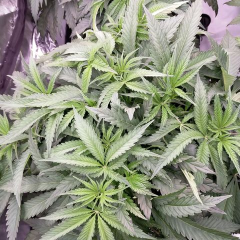 Trichome Orchards growlog photo: Nute burn on RF2?