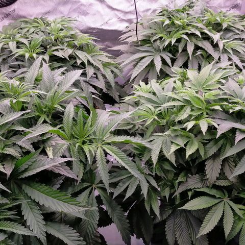 Trichome Orchards growlog timeline photo