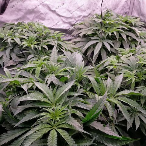 Trichome Orchards growlog timeline photo