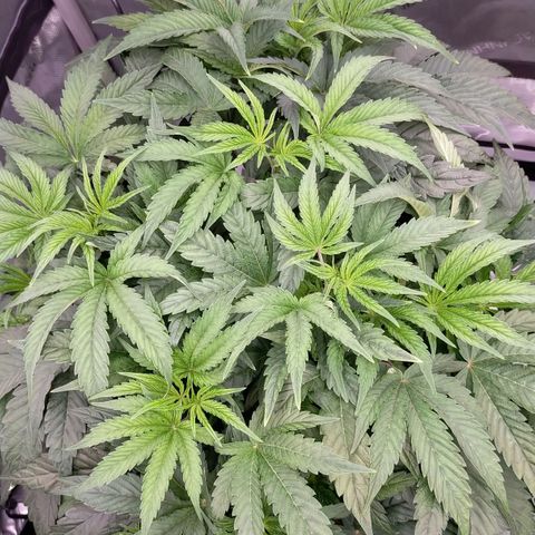 Trichome Orchards growlog photo: Nute burn on RF2?