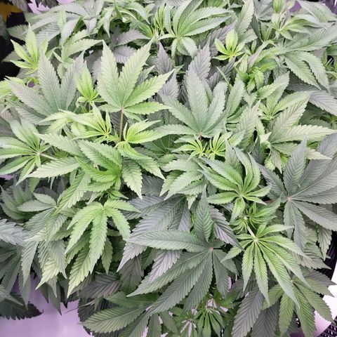 Trichome Orchards growlog photo: Nute burn on RF2?