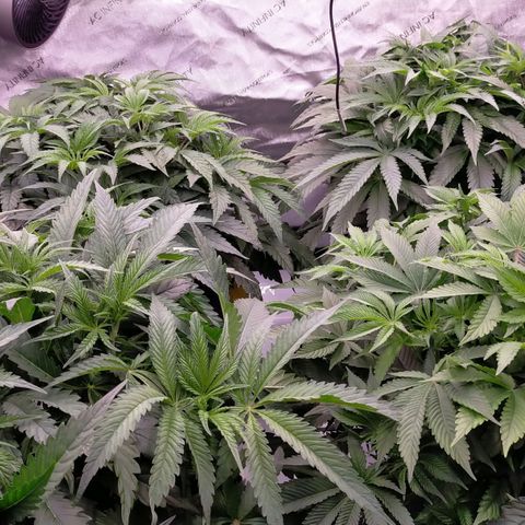 Trichome Orchards growlog timeline photo
