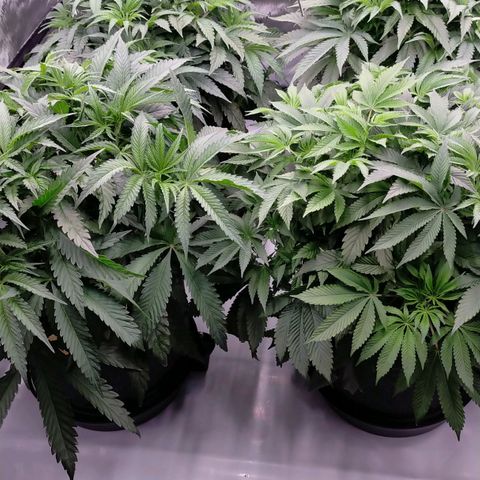 Trichome Orchards growlog timeline photo