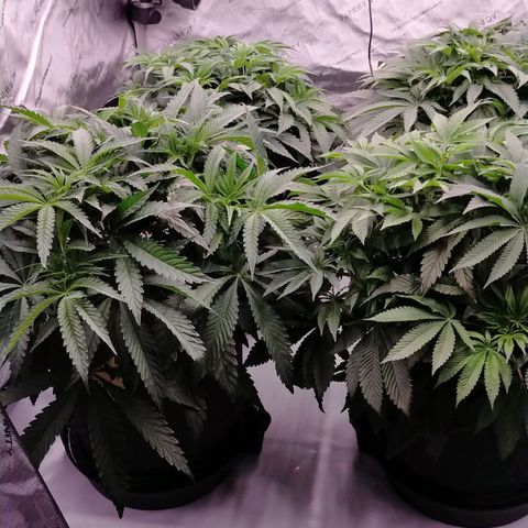 Trichome Orchards growlog timeline photo